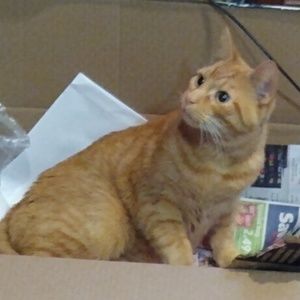 Meet your Posher, Garold